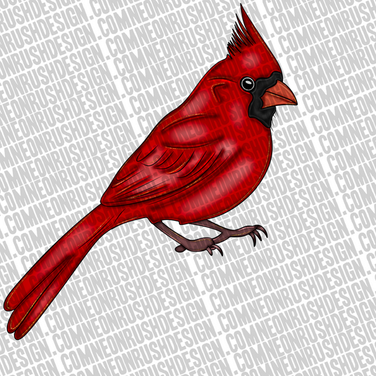 Red cardinal hand drawn clipart png digital download
